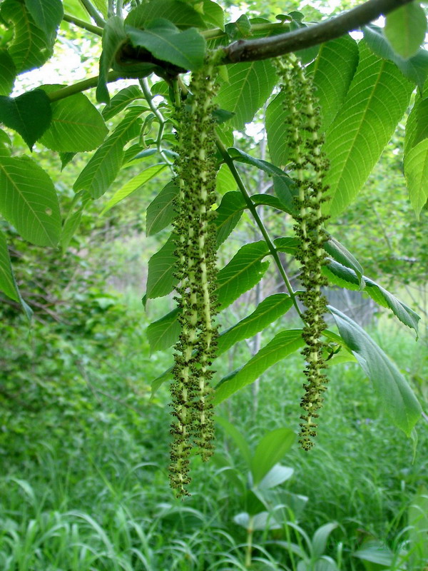 Image of Juglans mandshurica specimen.