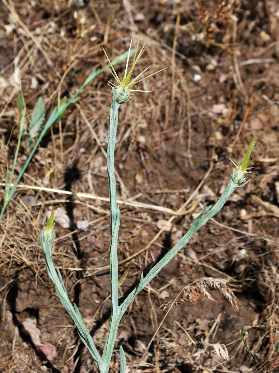 Image of Centaurea solstitialis specimen.