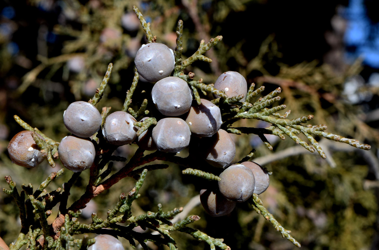 Изображение особи Juniperus seravschanica.