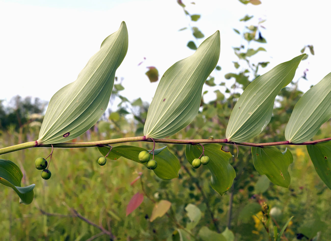 Image of Polygonatum odoratum specimen.