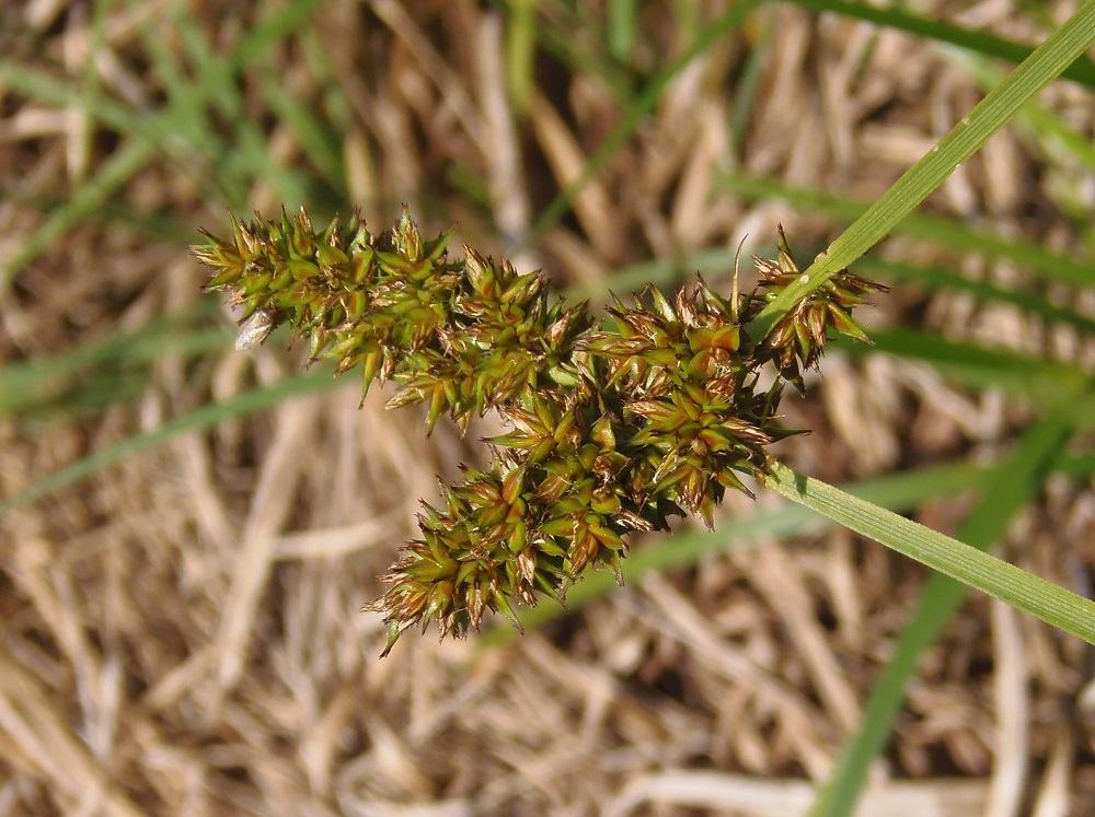 Image of genus Carex specimen.