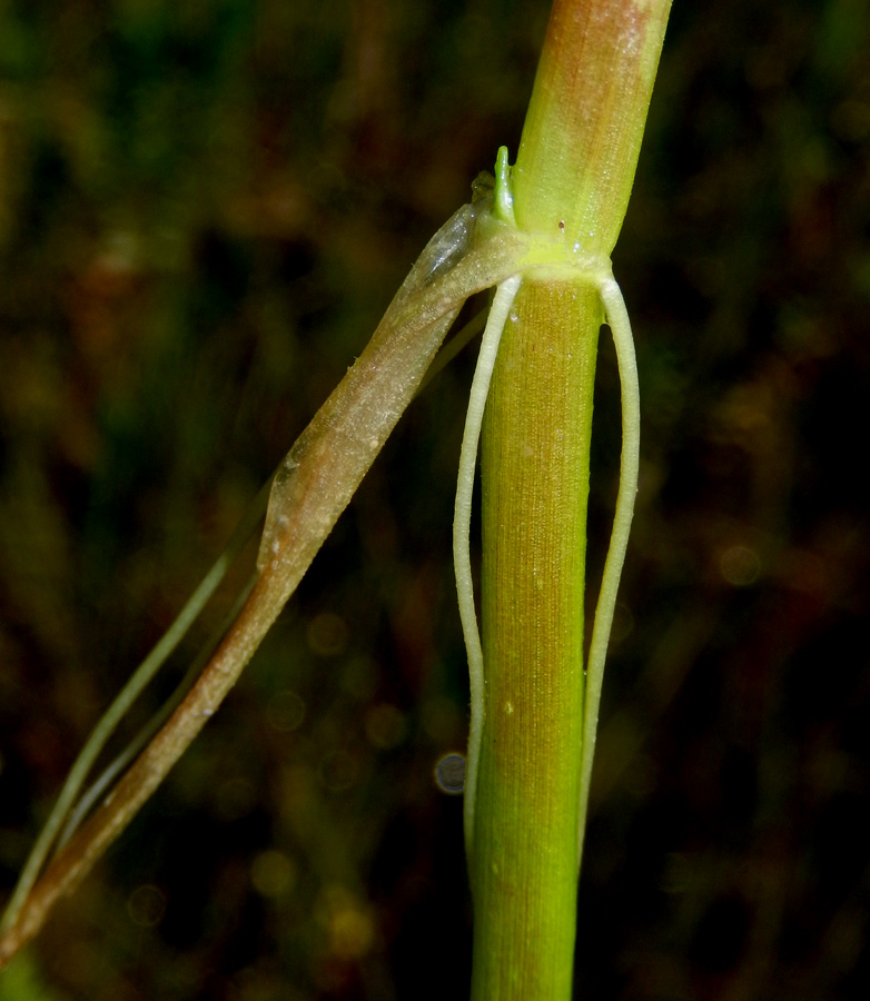 Изображение особи Ranunculus ophioglossifolius.