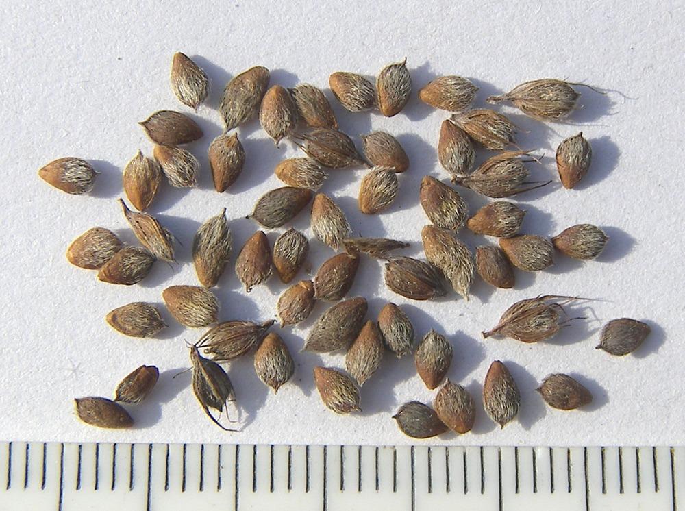 Image of Lespedeza davurica specimen.