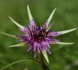 Tragopogon australis