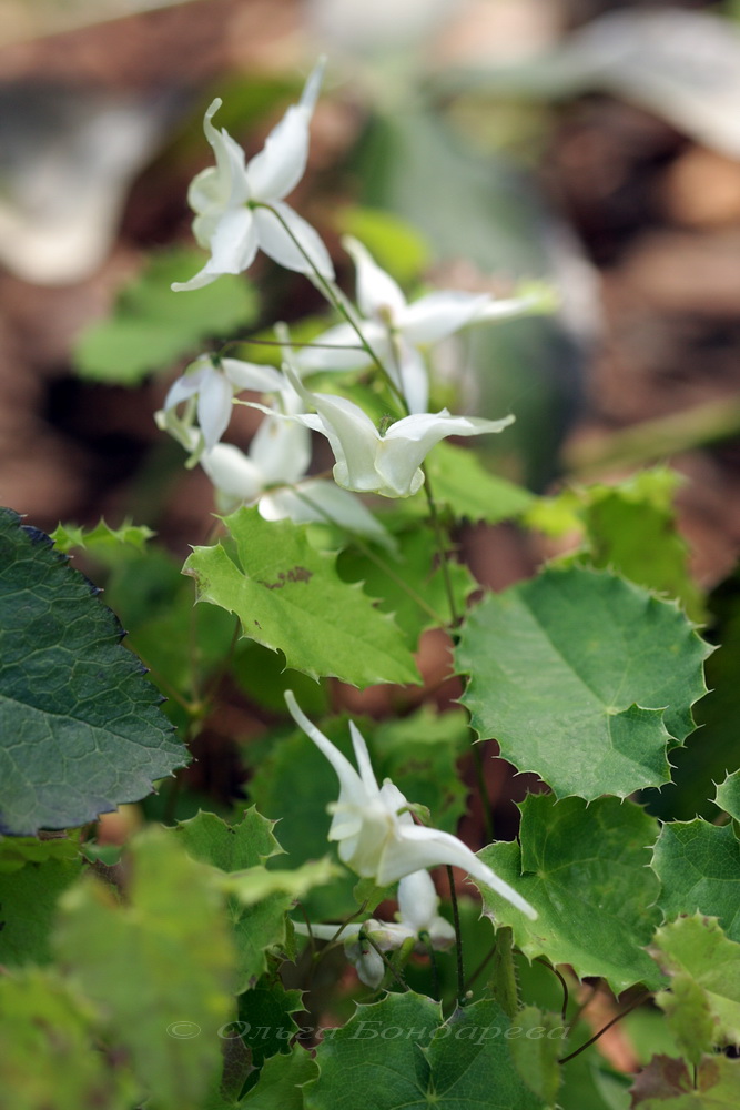 Изображение особи Epimedium pauciflorum.