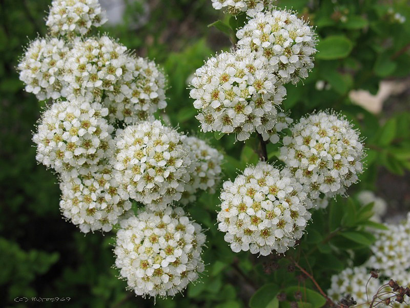 Image of Spiraea media specimen.