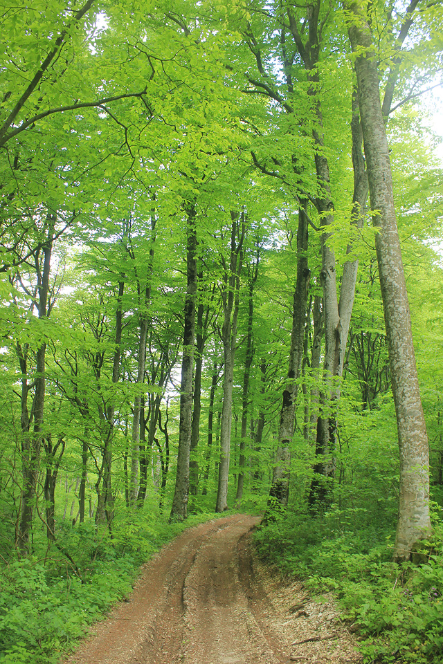 Изображение особи Fagus orientalis.