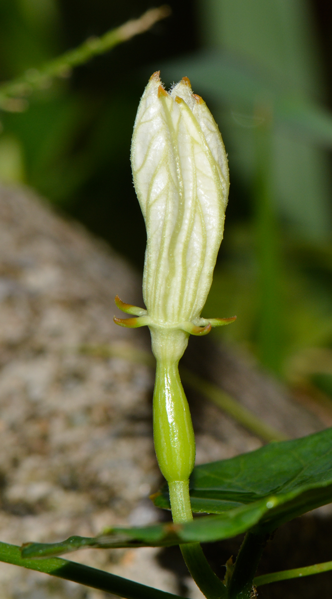 Image of Coccinia grandis specimen.