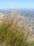 Achnatherum calamagrostis. Плодоносящее растение. Черногория, нац. парк Ловчен, гора Ловчен, вершина Језерски врх, комплекс мавзолея Петра II Петровича Негоша, нарушенная каменистая горная степь у дороги. 10.10.2014.