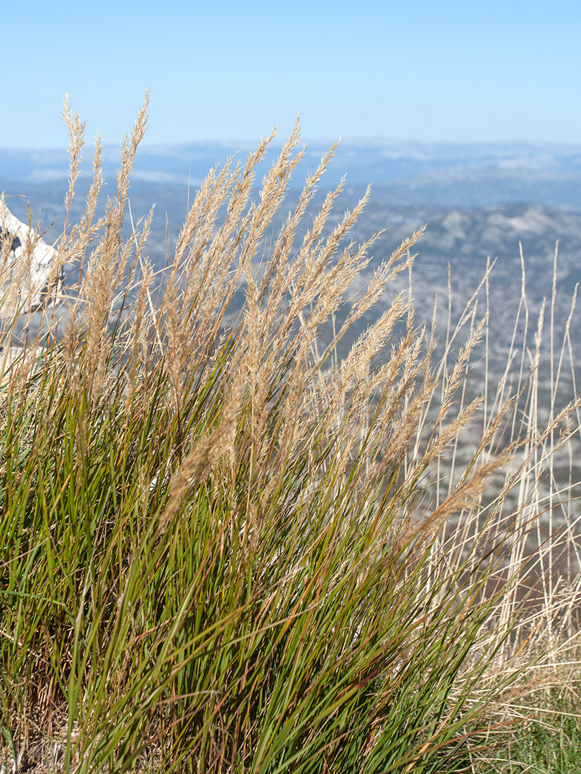 Image of Achnatherum calamagrostis specimen.