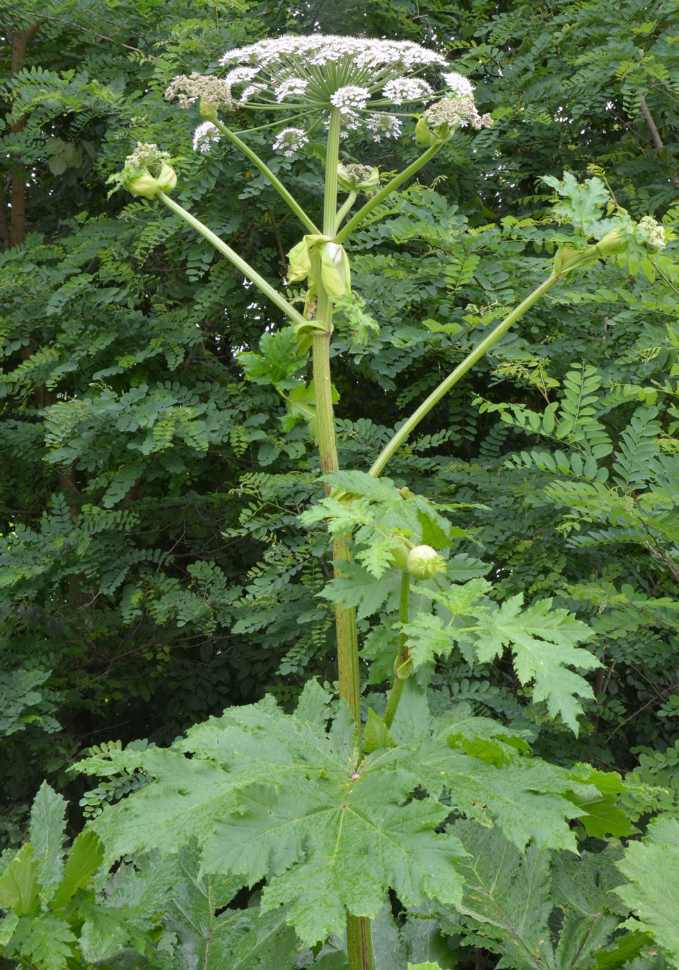 Image of Heracleum sosnowskyi specimen.