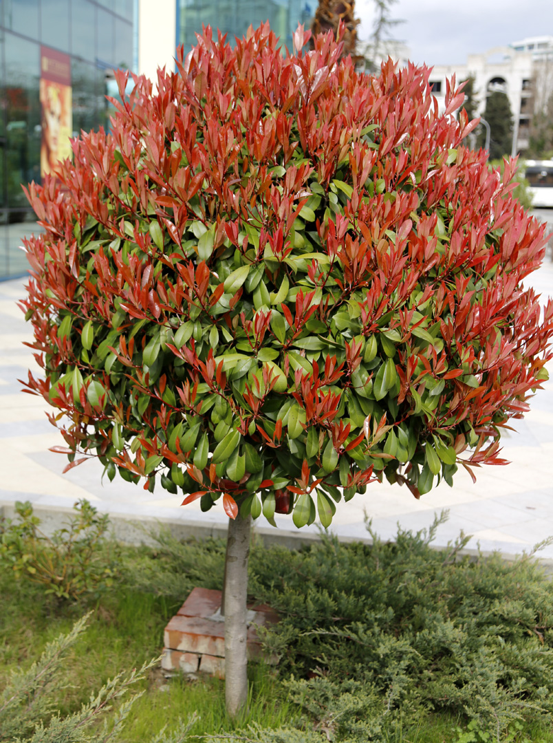 Image of Photinia &times; fraseri specimen.