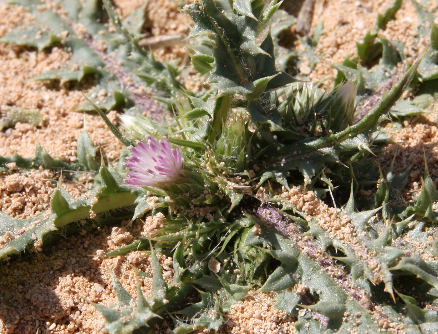 Image of Carduus getulus specimen.