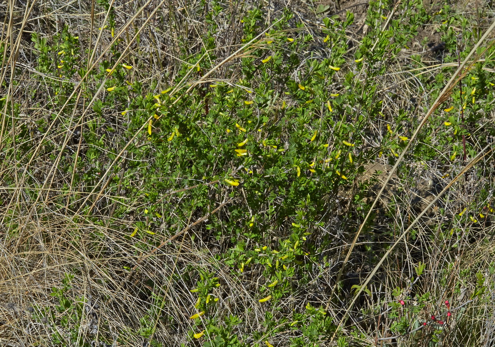 Image of genus Caragana specimen.