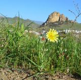 Tragopogon dubius