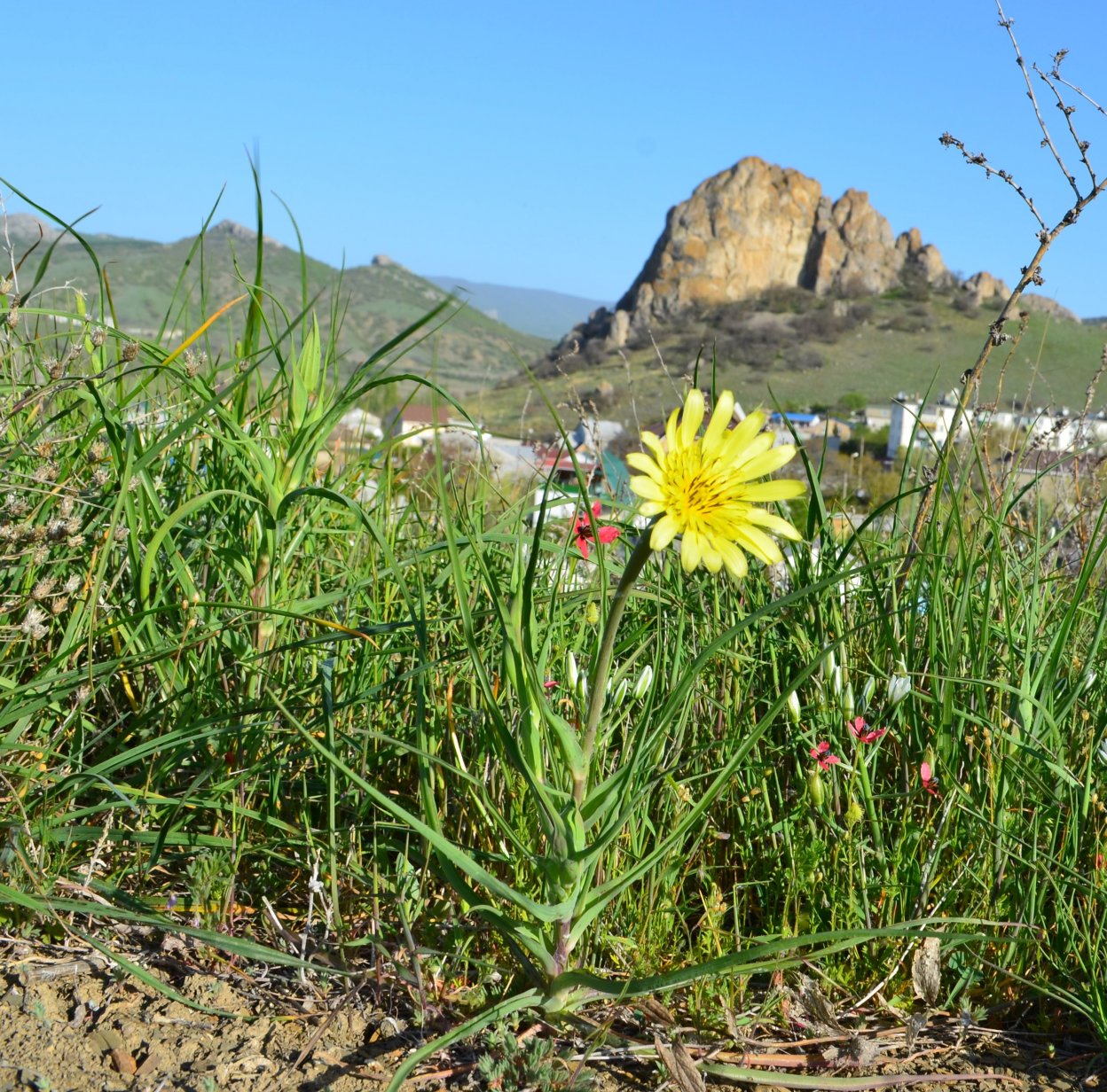 Изображение особи Tragopogon dubius.