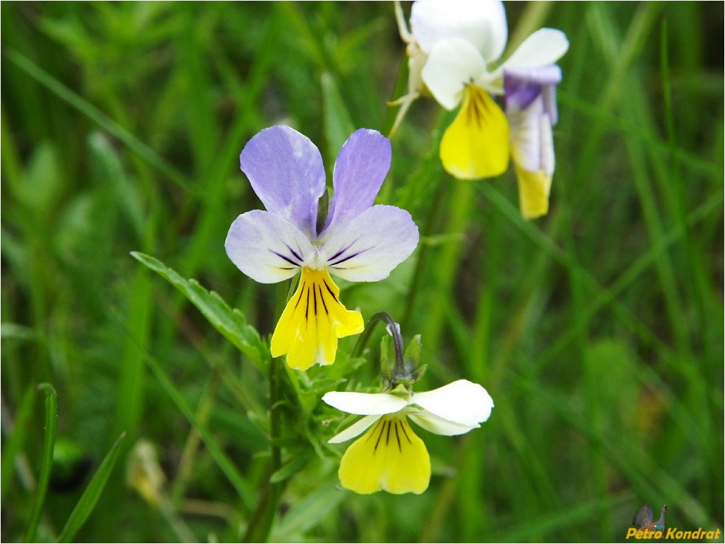 Изображение особи Viola tricolor.