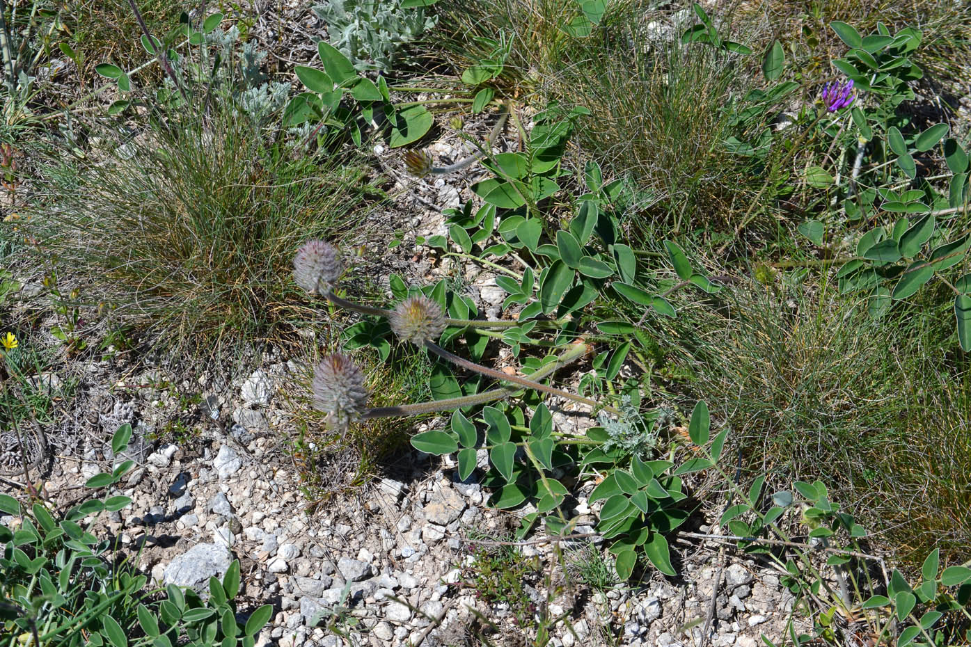 Image of Hedysarum candidum specimen.