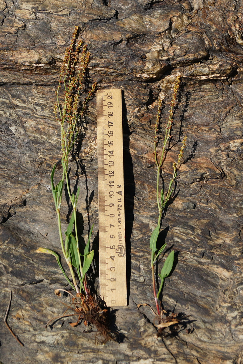 Image of Rumex acetosella specimen.