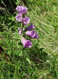 Campanula medium