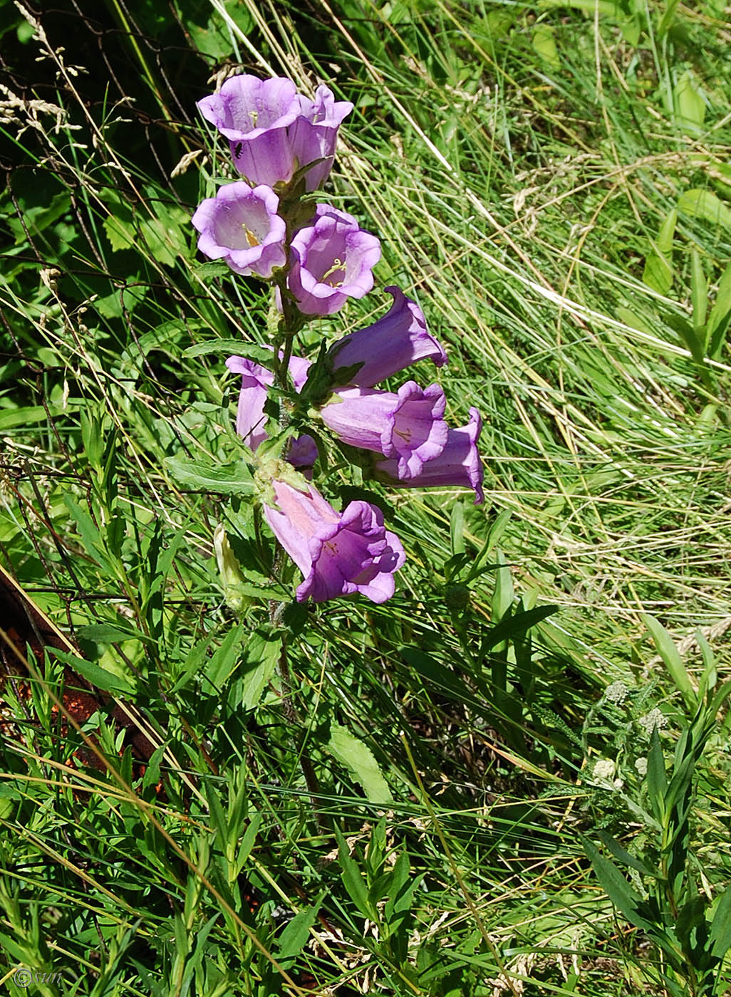 Image of Campanula medium specimen.