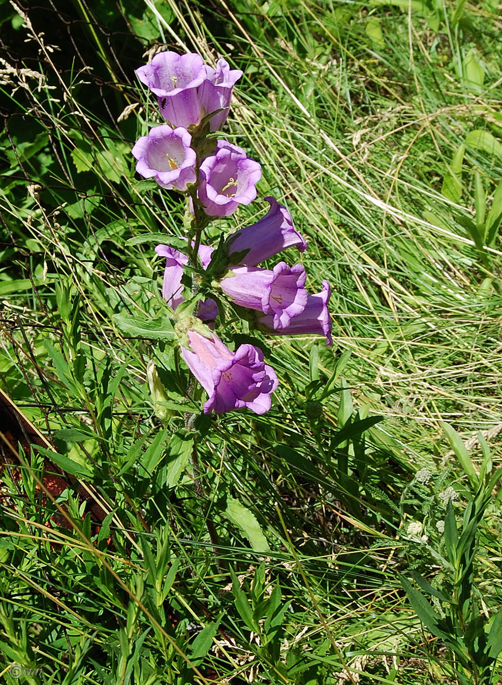 Изображение особи Campanula medium.