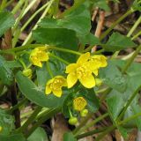 Caltha sibirica