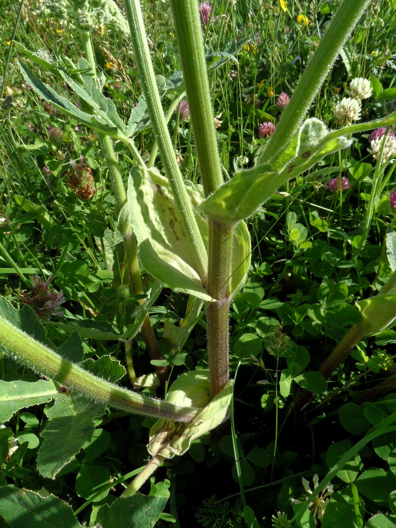 Image of Heracleum grandiflorum specimen.