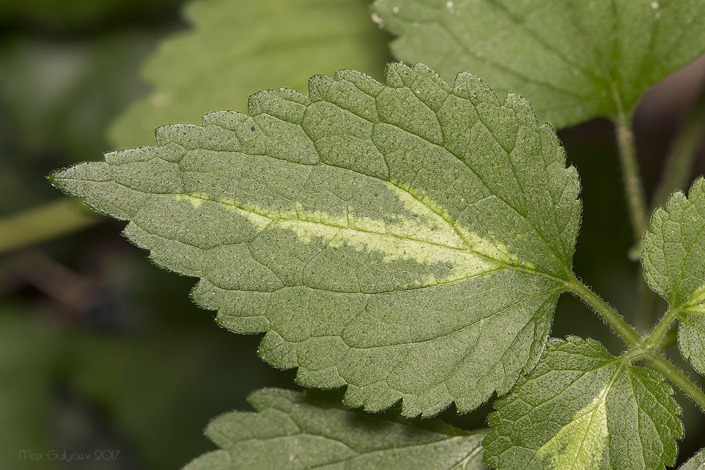 Image of Lamium maculatum specimen.