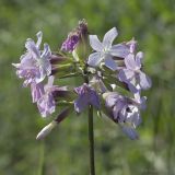 Saponaria officinalis