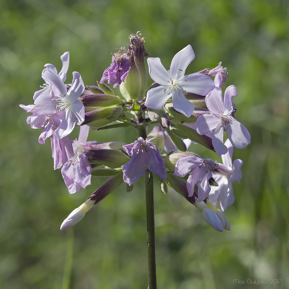 Image of Saponaria officinalis specimen.