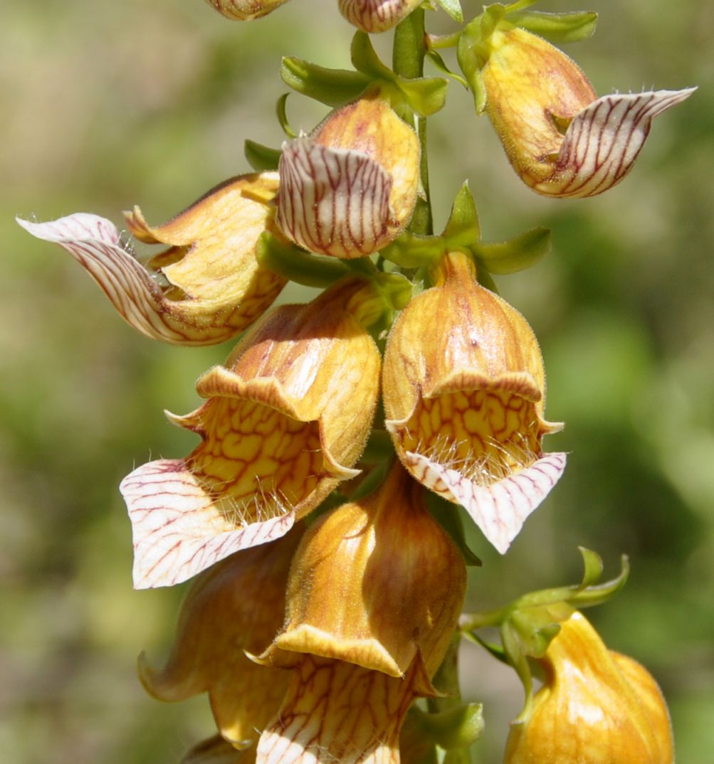 Изображение особи Digitalis laevigata.