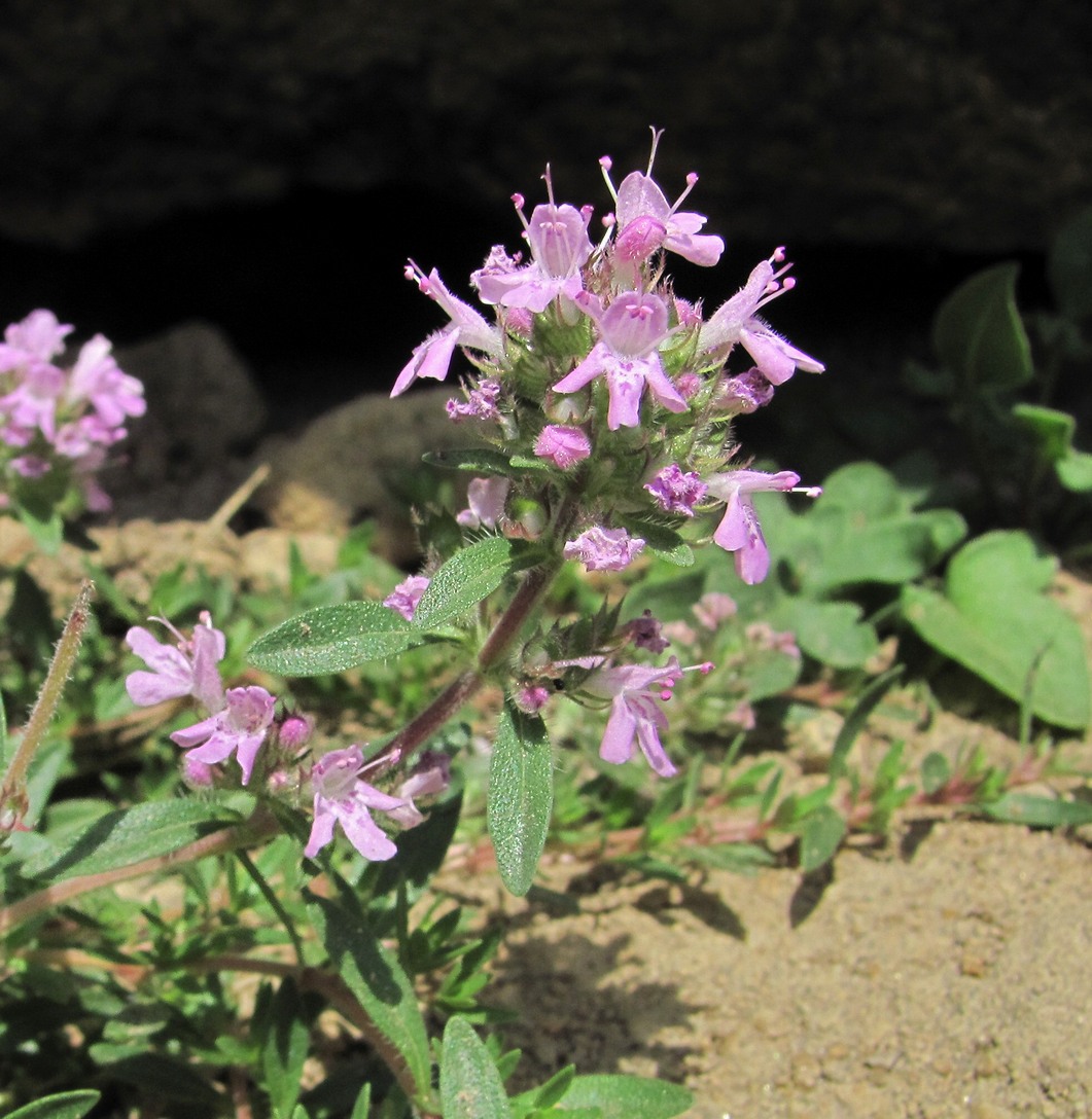 Image of Thymus daghestanicus specimen.