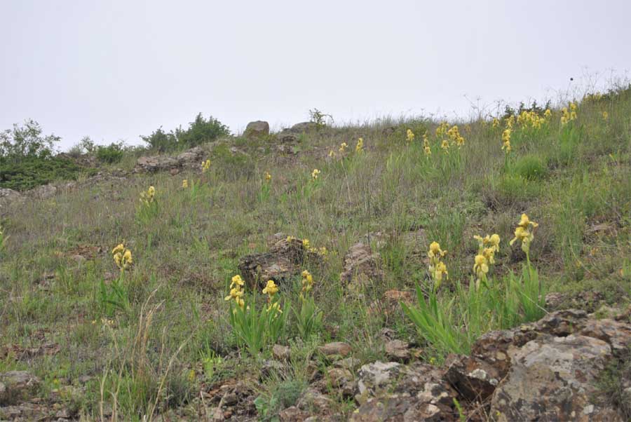 Изображение особи Iris imbricata.