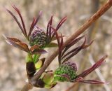 Sambucus sibirica
