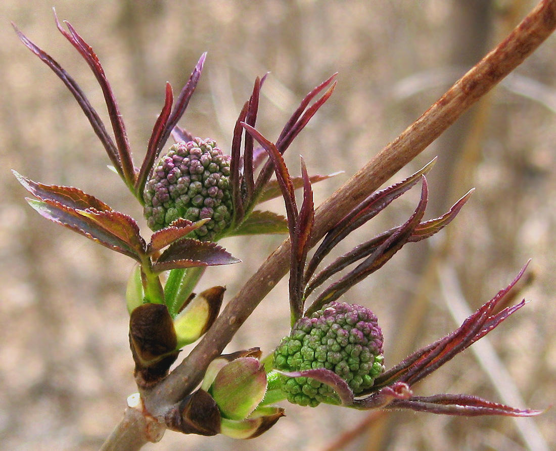 Image of Sambucus sibirica specimen.