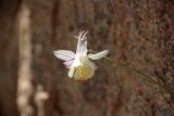 Aquilegia tianschanica