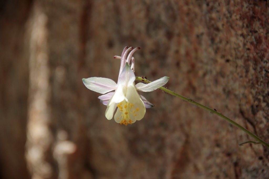 Изображение особи Aquilegia tianschanica.