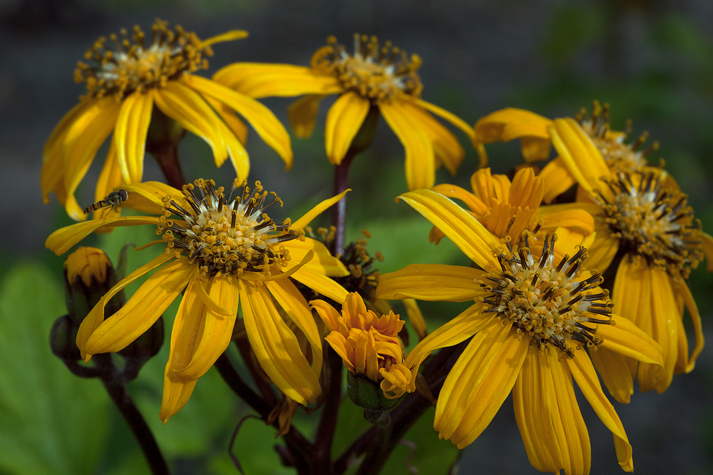 Изображение особи Ligularia dentata.