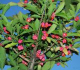 Euonymus europaeus