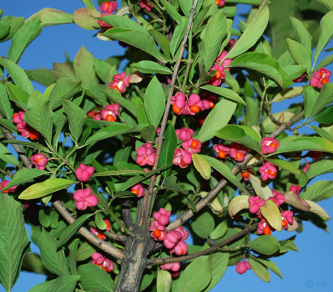 Изображение особи Euonymus europaeus.