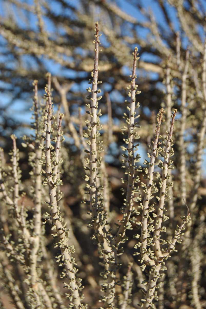 Image of Ceraria namaquensis specimen.