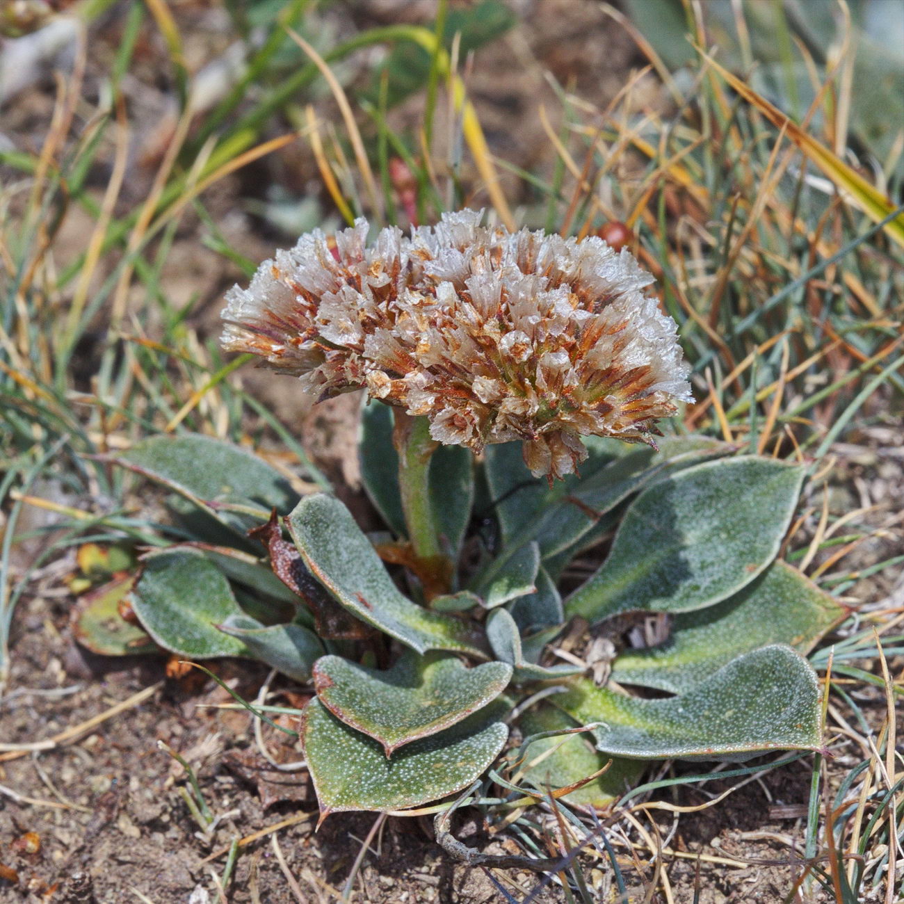 Изображение особи Goniolimon orthocladum.