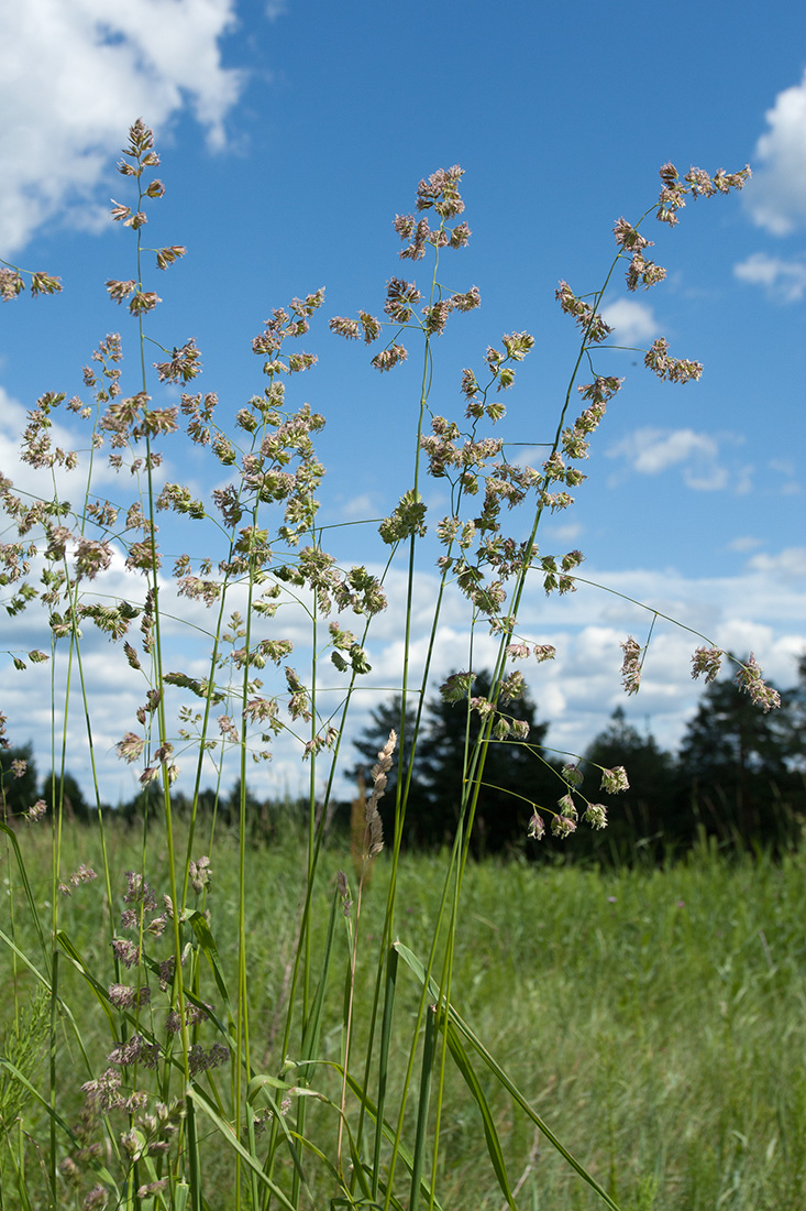 Изображение особи Dactylis glomerata.