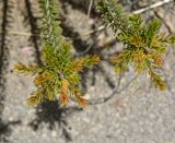 Calothamnus quadrifidus