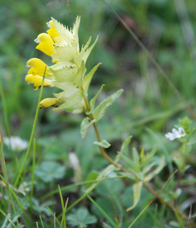 Image of genus Rhinanthus specimen.