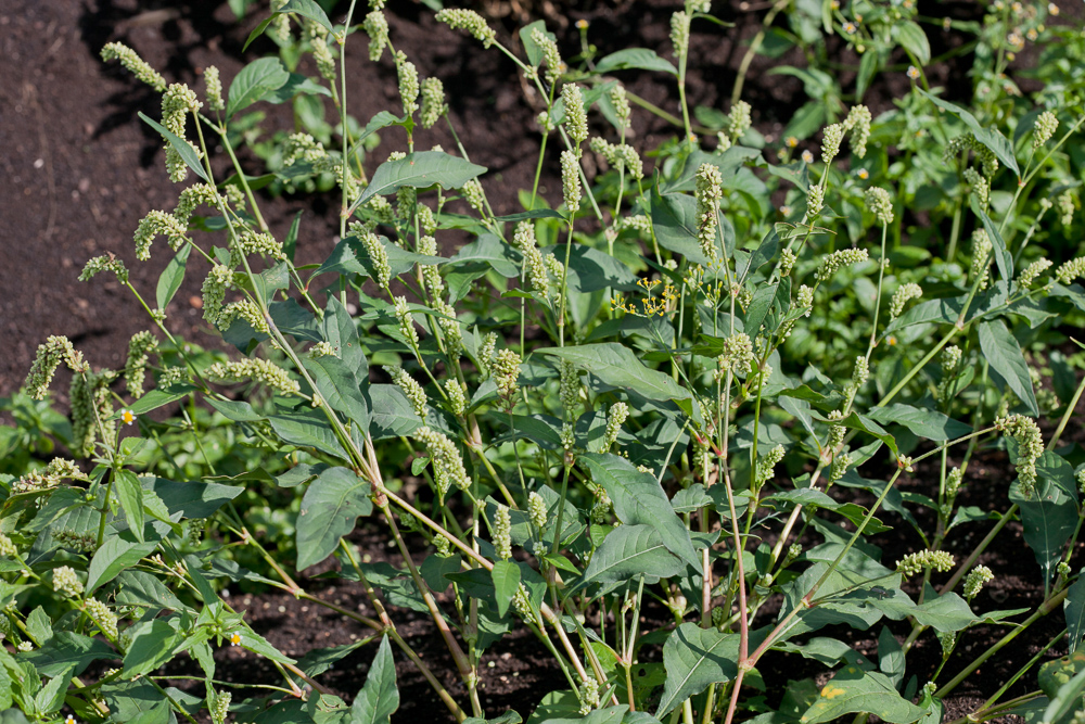 Изображение особи Persicaria scabra.