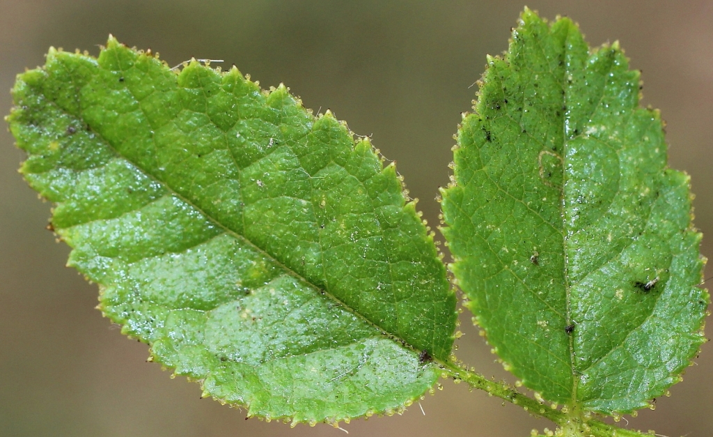 Image of Rosa rubiginosa specimen.