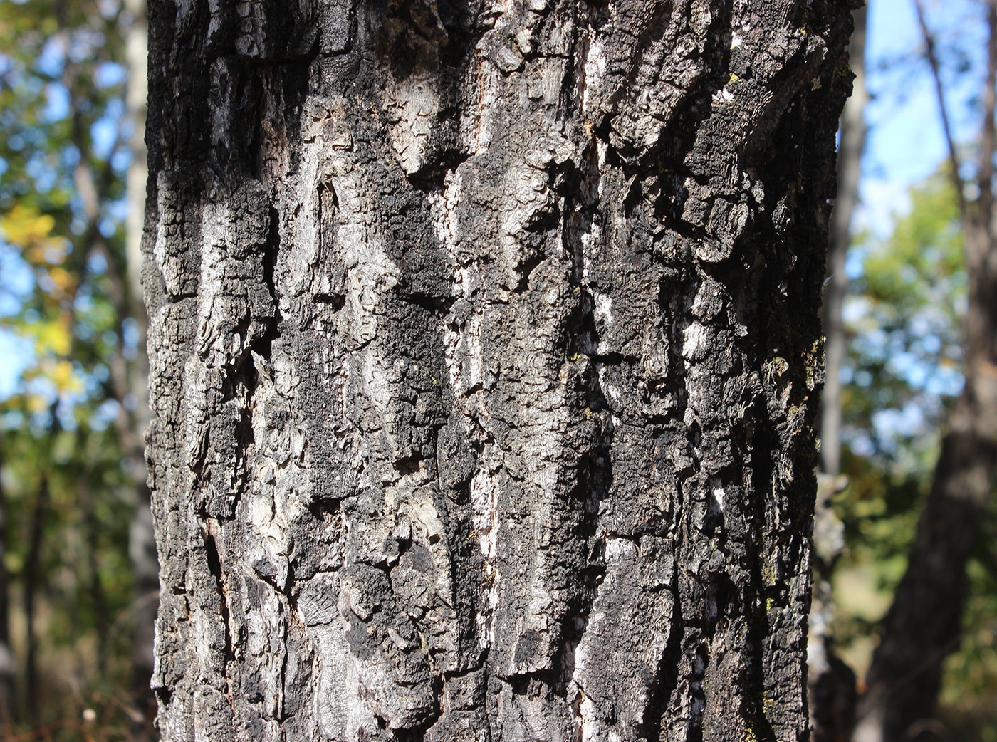 Изображение особи Quercus mongolica.