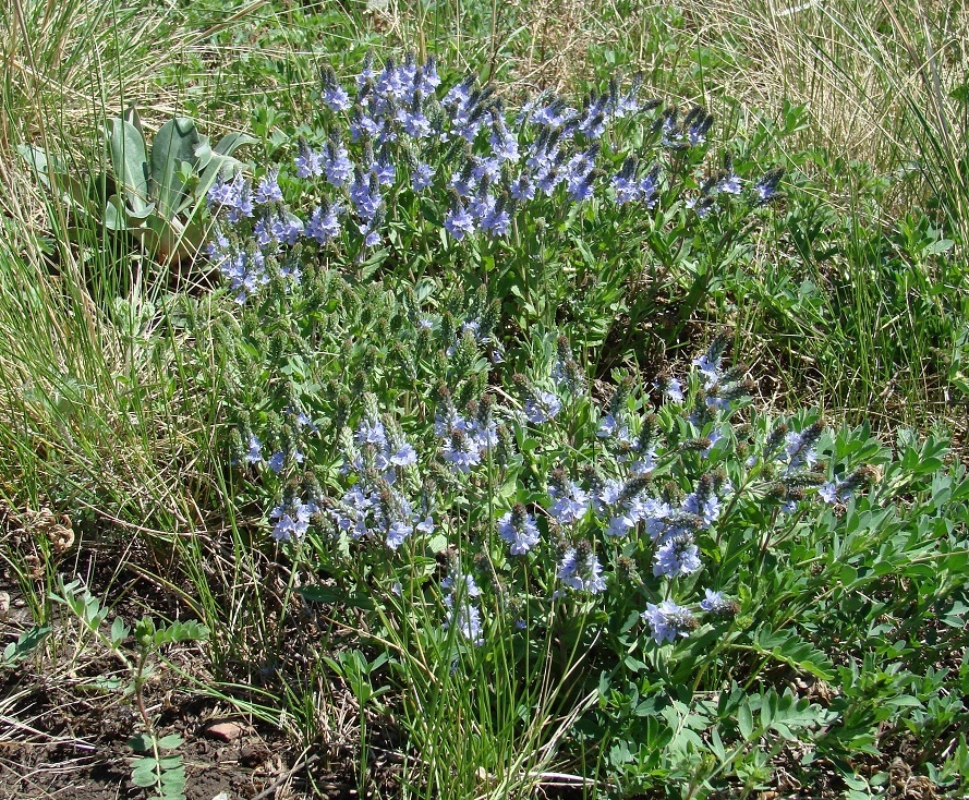 Image of Veronica prostrata specimen.